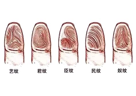 手指螺旋紋|手指螺纹个数与命运图解 手指上的螺纹怎么看